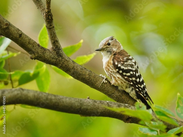 Obraz 公園の枝に留まるかわいいコゲラ