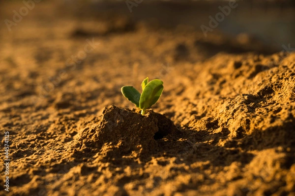 Fototapeta sprout on the ground