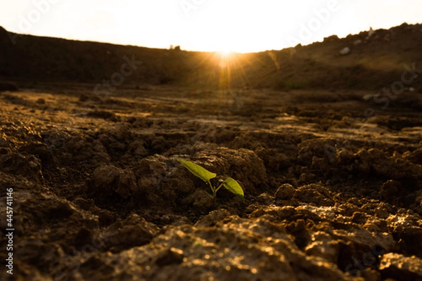 Fototapeta sprout in the ground