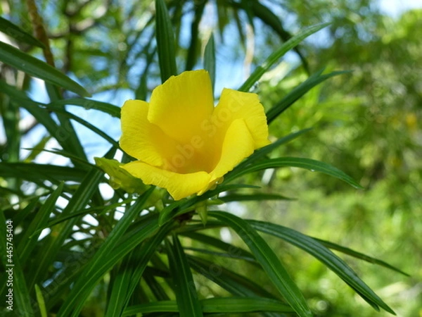 Obraz  One yellow flower