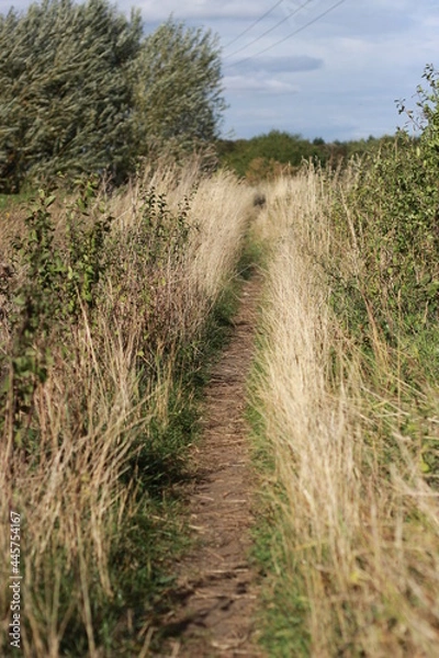 Fototapeta A path through a field