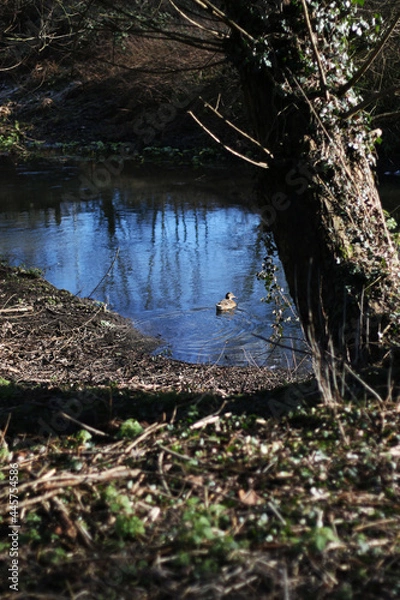 Obraz autumn in the forest