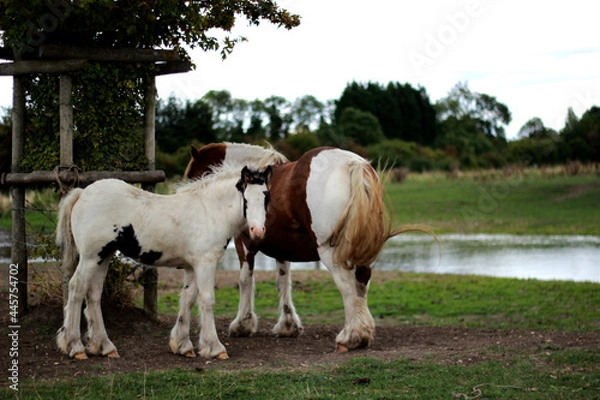 Fototapeta horse and foal