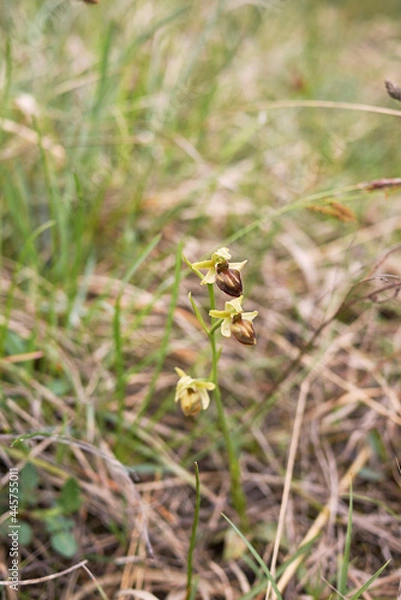 Obraz Ophrys sphegodes brown inflorescence