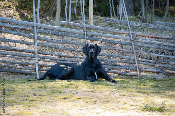 Fototapeta Great Dane with wood fence in the background