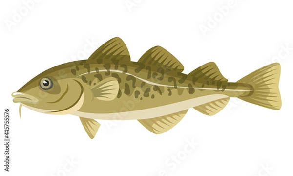 Fototapeta Cod Fish on white background, seafood.