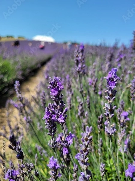 Obraz lavender field region