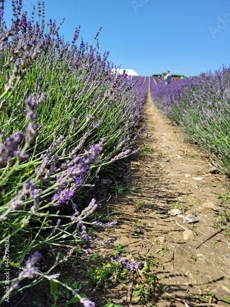 Obraz lavender field in region
