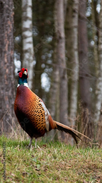 Fototapeta pheasant in the forest