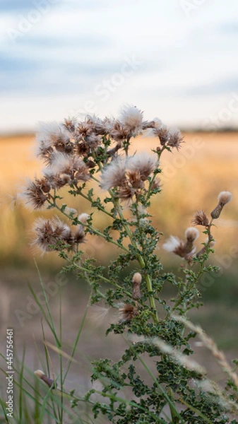 Fototapeta sunset in the field