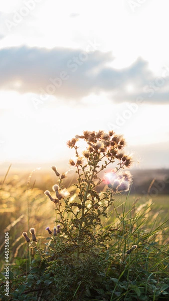 Fototapeta sunset in the field