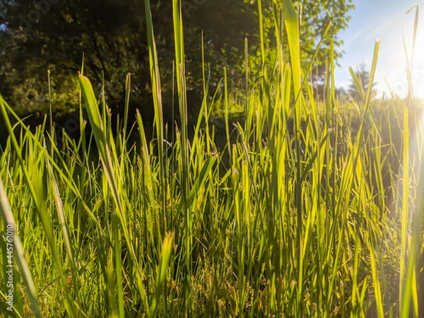 Obraz grass in the sun