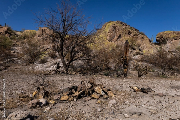 Obraz Dry river bed desert landscape post wild fire