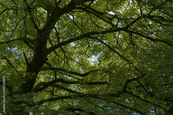 Obraz Very green and leafy tree background. Full frame back lit greenery.