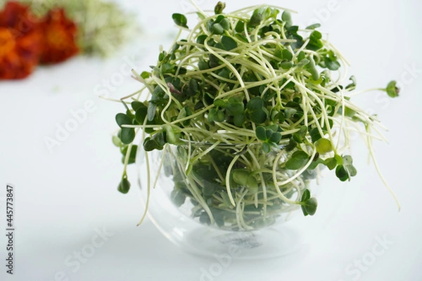Obraz Microgreen in a glass