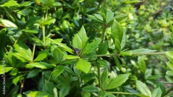 Obraz green leaves background