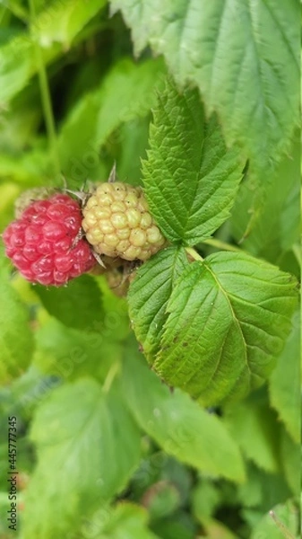 Obraz raspberry on a bush