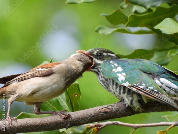 Obraz red backed shrike