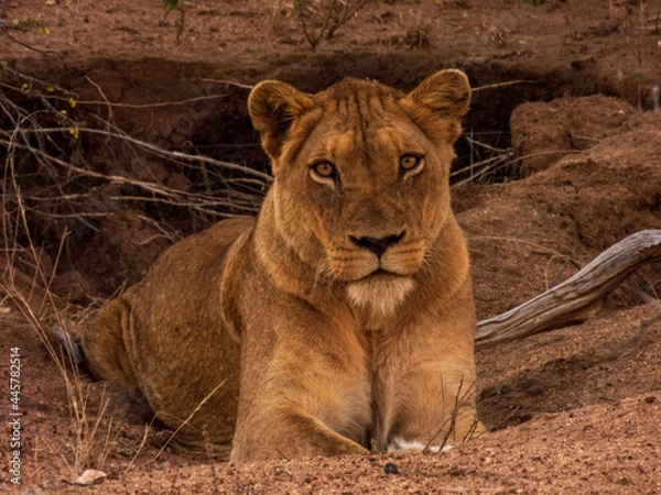 Obraz lioness in the grass