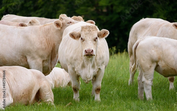 Fototapeta Charolais cow, French breed of taurine beef cattle, looking at the lens surrounded by other cows.