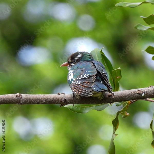 Obraz bird on a branch