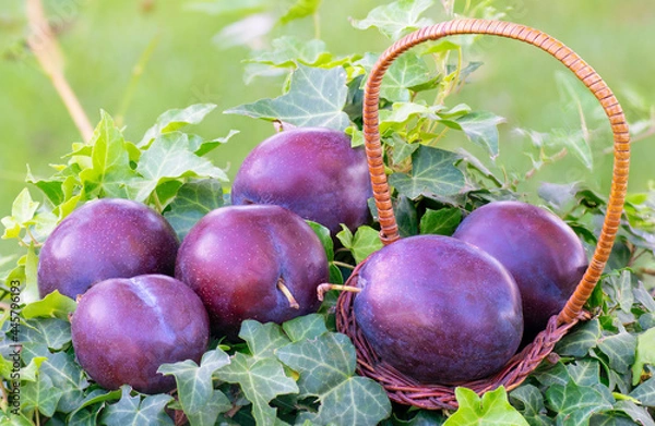 Fototapeta Plums (Prunus Domestica) variety "President" over an ivy in a garden, two of them are in a basket. With green blurred background and copy space