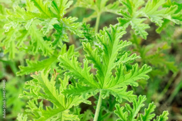 Fototapeta Citronella (Scent Geranium). Close up view of plant leaves. With copy space and blurred background