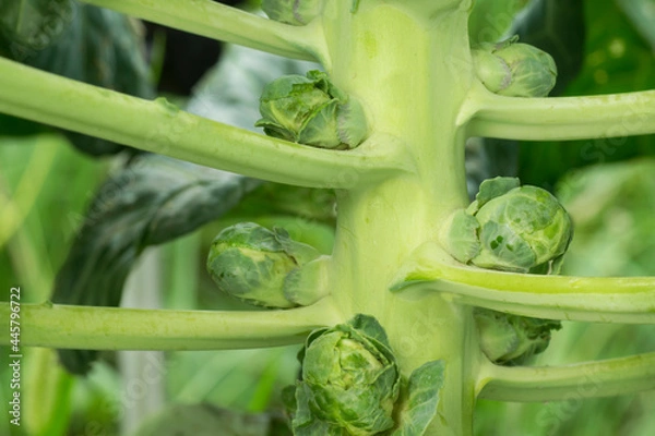 Fototapeta Brussels Sprouts