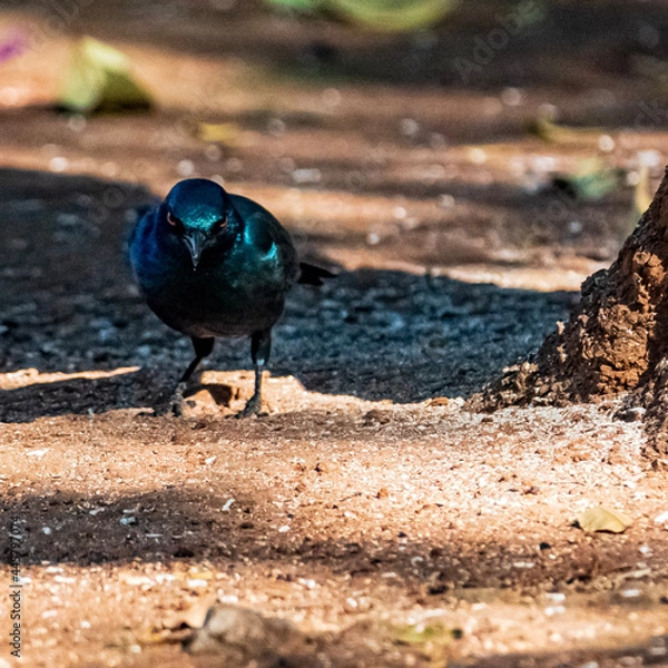 Obraz pigeon on the beach