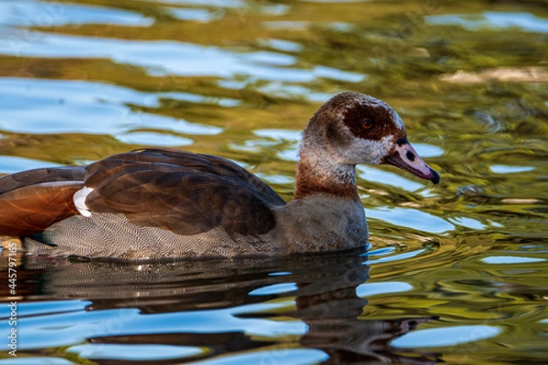 Obraz duck in the water