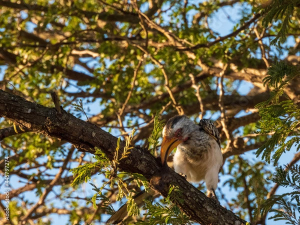 Obraz spotted woodpecker