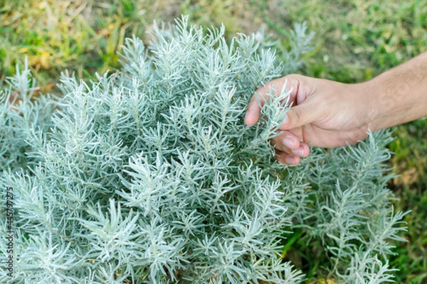 Fototapeta Man harvesting Curry (Helichrysum italicum) branches to spice up food.