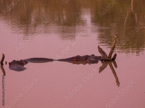 Obraz fish in the water