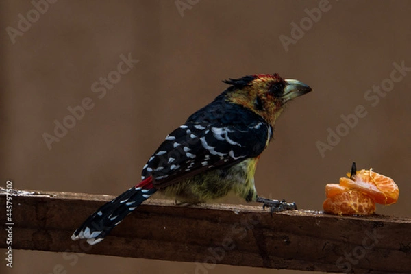 Obraz bird on a branch