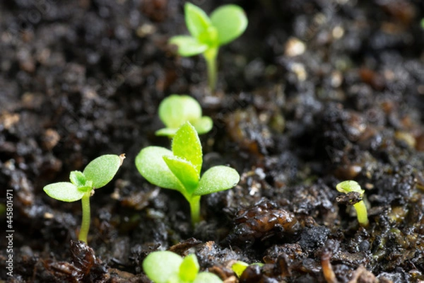 Fototapeta Tarragon; Estragon (Artemisia Dracunculus) seedlings growing in wet soil. Close up macro view with selective focusing and copy space.