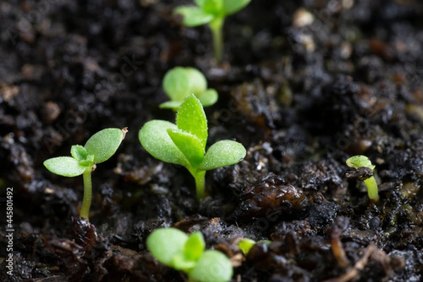 Fototapeta Tarragon; Estragon (Artemisia Dracunculus) seedlings growing in wet soil. Close up macro view with selective focusing and copy space.