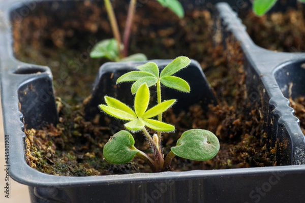 Fototapeta Lupine seedlings growing in pot tray. Close up view