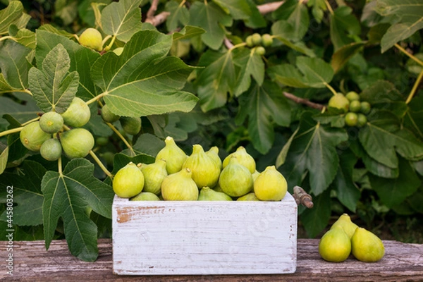 Fototapeta Wooden box with green Figs over an old plank with a blurred Fig tree on the background