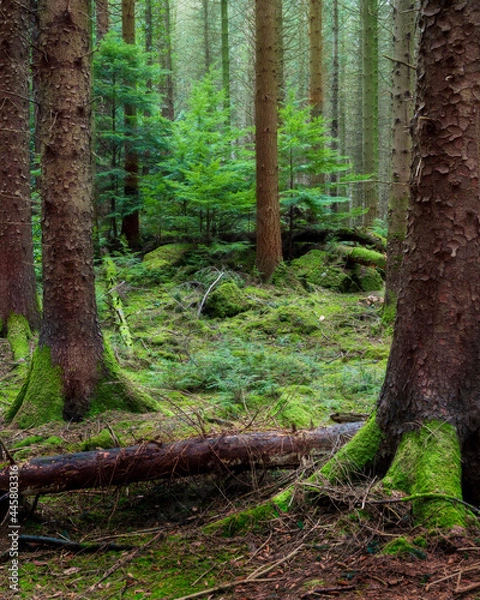 Obraz Mossy tree in the woods
