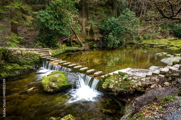 Obraz stepping stones in the forest
