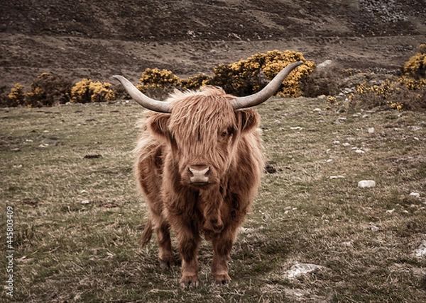 Fototapeta scottish highland cow