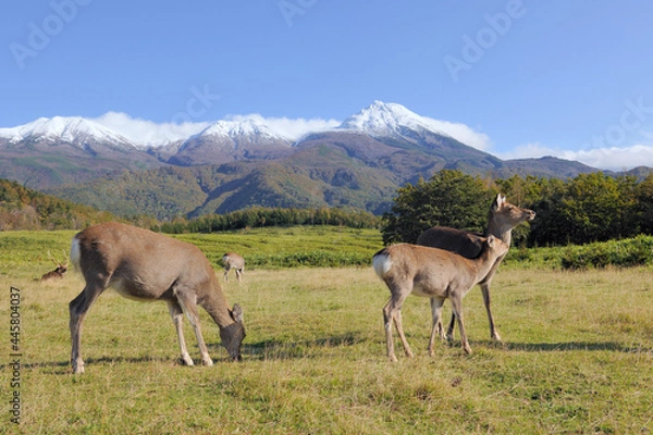 Fototapeta 秋の知床連山とエゾシカの雌（北海道・知床）
