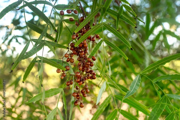 Fototapeta Peruvian pepper tree (Schinus Molle) Aguaribay. Close up view of a cluster of ripe berries.