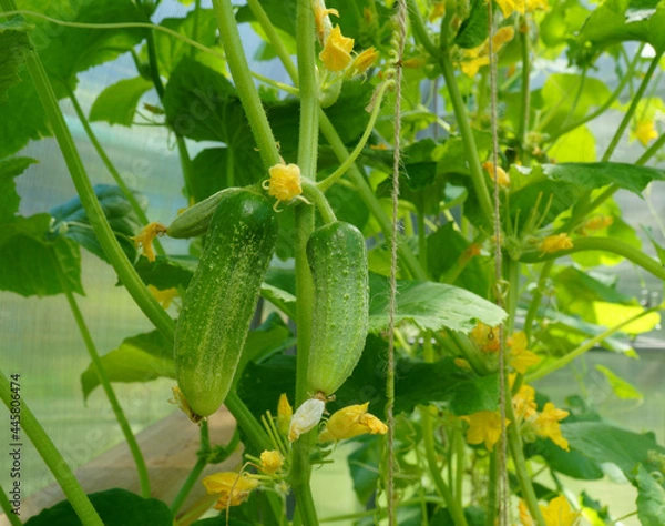Fototapeta Two ripe cucumbers hang from a stem in a greenhouse.