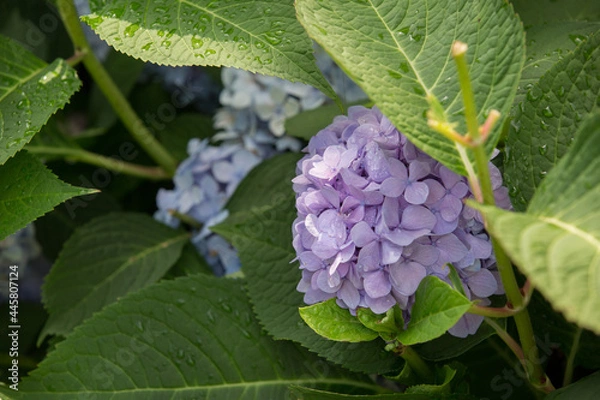 Fototapeta Summer hydrangea