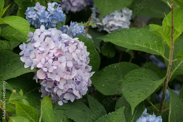 Fototapeta Summer hydrangea