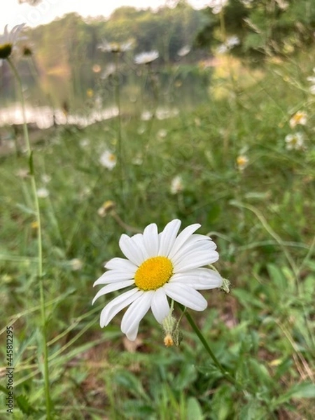 Obraz daisy in the grass