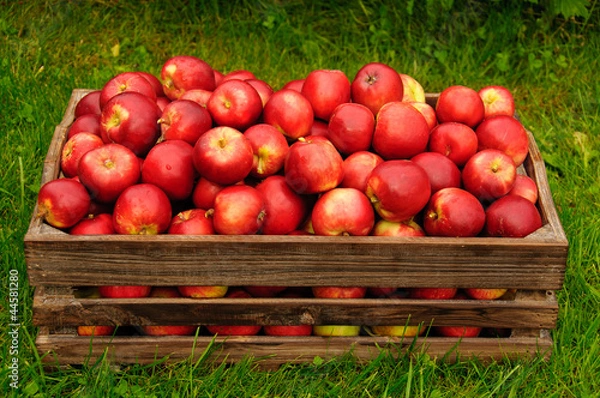 Fototapeta Red apples in a box