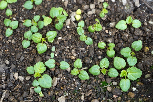 Fototapeta ムスクマロウの芽