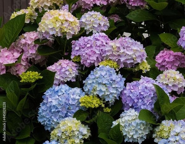 Obraz カラフルなアジサイ